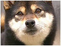 もも きょうのわんこ 写真1
