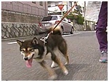 もも きょうのわんこ 写真2