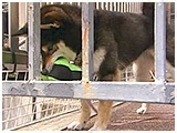 もも きょうのわんこ 写真4