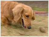 ピコ きょうのわんこ 写真4