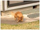 ピコ きょうのわんこ 写真5