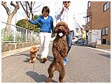 チョコ きょうのわんこ 写真4