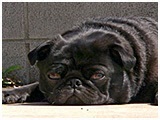 カイ きょうのわんこ 写真3