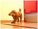 ララ きょうのわんこ 写真3