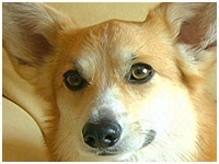 あろま きょうのわんこ 写真1