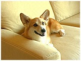 あろま きょうのわんこ 写真2