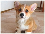 あろま きょうのわんこ 写真3