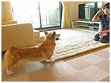 あろま きょうのわんこ 写真4