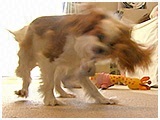 クララ きょうのわんこ 写真4