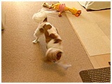 クララ きょうのわんこ 写真5
