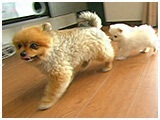権田 きょうのわんこ 写真4