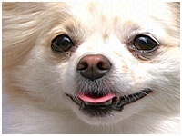きなこ きょうのわんこ 写真1