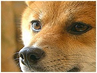 ゆず きょうのわんこ 写真1