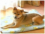 ゆず きょうのわんこ 写真2