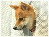 ゆず きょうのわんこ 写真3