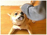 ゆず きょうのわんこ 写真4