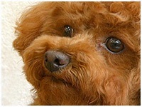 サム きょうのわんこ 写真1