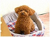 サム きょうのわんこ 写真2