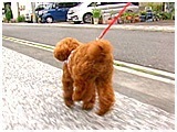 サム きょうのわんこ 写真4