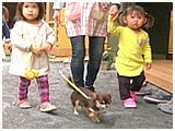 天真(てん) きょうのわんこ 写真4