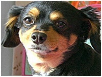 モモ きょうのわんこ 写真1