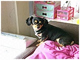 モモ きょうのわんこ 写真2