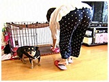 モモ きょうのわんこ 写真3