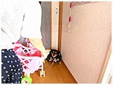 モモ きょうのわんこ 写真5