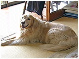 キャンディー きょうのわんこ 写真2