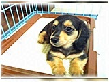 ベリー きょうのわんこ 写真3