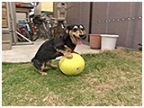 ベリー きょうのわんこ 写真4