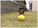 ベリー きょうのわんこ 写真5