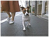クープ きょうのわんこ 写真2