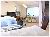 クープ きょうのわんこ 写真3