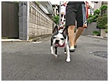 モカ きょうのわんこ 写真2