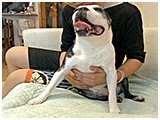 モカ きょうのわんこ 写真4