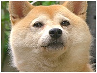杏 きょうのわんこ 写真1