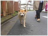 杏 きょうのわんこ 写真2