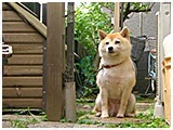 杏 きょうのわんこ 写真3