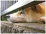 杏 きょうのわんこ 写真4