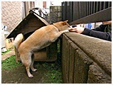 杏 きょうのわんこ 写真5