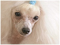 ラッテ きょうのわんこ 写真1