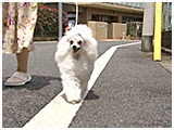 ラッテ きょうのわんこ 写真2