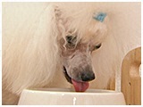 ラッテ きょうのわんこ 写真3