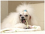 ラッテ きょうのわんこ 写真4