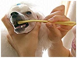 ラッテ きょうのわんこ 写真5