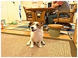 クー きょうのわんこ 写真2