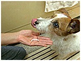 クー きょうのわんこ 写真4