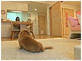 ポロ吉 きょうのわんこ 写真2