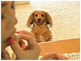 ポロ吉 きょうのわんこ 写真4